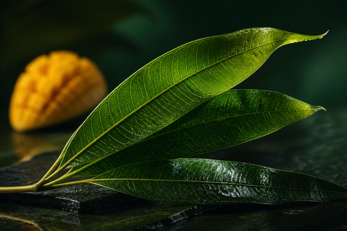 Close-up mango leaves